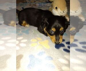 Dachshund Puppy for sale in GORDONVILLE, TX, USA