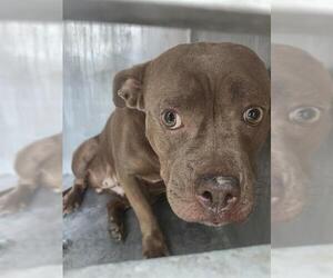 American Staffordshire Terrier-Unknown Mix Dogs for adoption in San Antonio, TX, USA