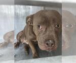 Small American Staffordshire Terrier Mix