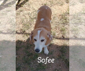 Sofee-ADOPTED 7/26 - Female Beagle Dog for Adoption - Photo #4