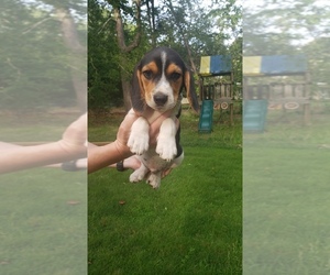 Beagle Puppy for sale in SPARTANBURG, SC, USA