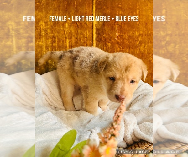 Medium Photo #3 Affenpinscher-Australian Shepherd-Siberian Husky Mix Puppy For Sale in CLARKSVILLE, MI, USA
