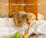 Small Photo #3 Affenpinscher-Australian Shepherd-Siberian Husky Mix Puppy For Sale in CLARKSVILLE, MI, USA