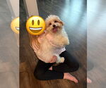 Small #3 Shih Tzu Mix