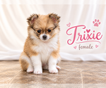 Litter of 4 - Male(s) and Female(s) ChiranianLitter of Puppies for Sale - Photo #11