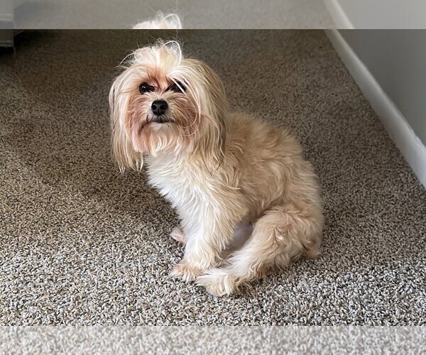 Medium Photo #1 Mutt Puppy For Sale in Spring, TX, USA