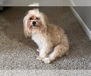 Mutt Dogs for adoption in Spring, TX, USA