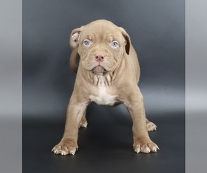 American Bully Puppy for sale in CHAMPAIGN, IL, USA