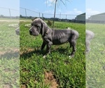 Small Photo #15 Great Dane Puppy For Sale in GREENVILLE, NC, USA