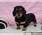 Small Photo #5 Dachshund Puppy For Sale in CLARK, MO, USA
