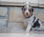 Small Photo #4 Australian Shepherd Puppy For Sale in DIXON, MO, USA
