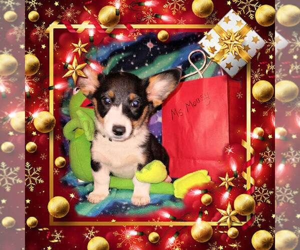 Medium Photo #14 Pembroke Welsh Corgi Puppy For Sale in GALLEGOS, NM, USA