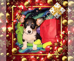 Small Photo #14 Pembroke Welsh Corgi Puppy For Sale in GALLEGOS, NM, USA