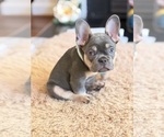Small #3 French Bulldog