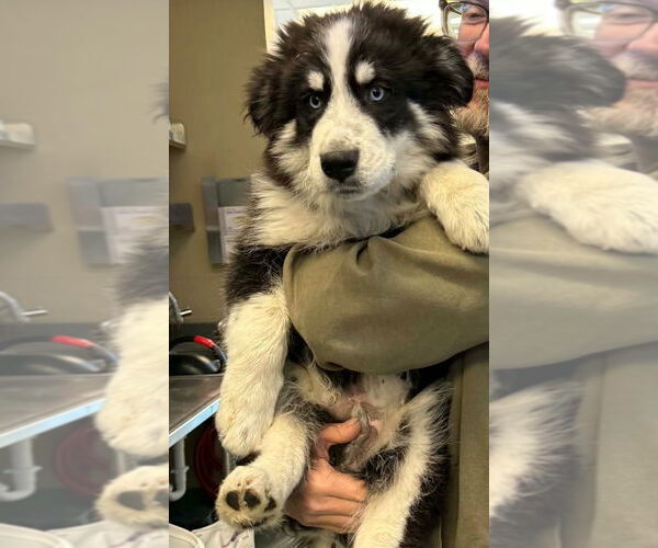 Medium Photo #2 Mutt Puppy For Sale in Canton, CT, USA