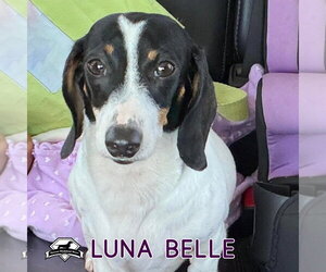 Luna Belle - Female Dachshund Dog for Adoption - Photo #8