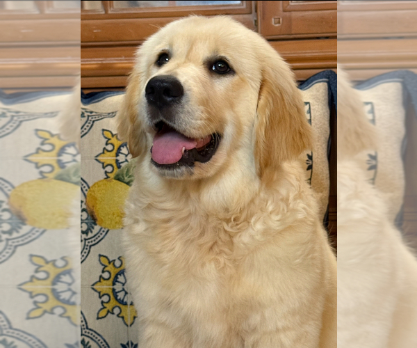 Medium Photo #32 English Cream Golden Retriever Puppy For Sale in DAWSONVILLE, GA, USA