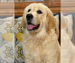 Small #1 English Cream Golden Retriever