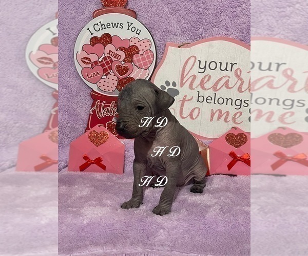 Medium Photo #8 Xoloitzcuintli (Mexican Hairless) Puppy For Sale in BRIDGEVILLE, CA, USA