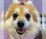 Small Pomeranian