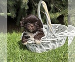 Small #3 Shih Tzu