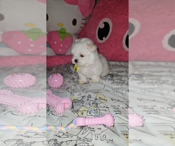 Medium Photo #2 Maltese Puppy For Sale in ORLANDO, FL, USA