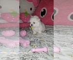 Small #1 Maltese