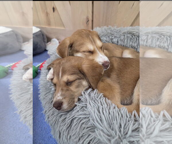 Medium Photo #4 Mutt Puppy For Sale in Ball Ground, GA, USA