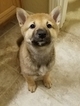 Puppy 2 Shiba Inu