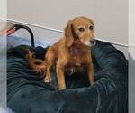 Small #1 Golden Retriever Mix
