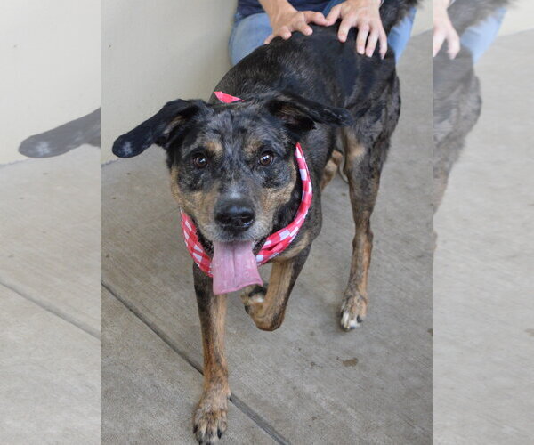 Medium Photo #2 Catahoula Leopard Dog-Unknown Mix Puppy For Sale in McKinney, TX, USA