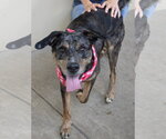 Small #1 Catahoula Leopard Dog Mix