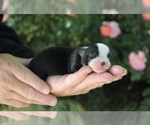 Puppy Ruby Australian Shepherd