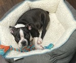 Small Photo #3 Boston Terrier Puppy For Sale in BROOKLINE, PA, USA