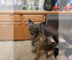 Small #1 German Shepherd Dog