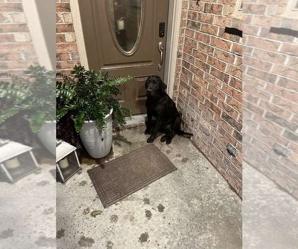 Medium Photo #1 Labrador Retriever Puppy For Sale in SABETHA, KS, USA
