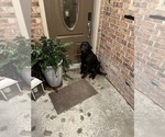 Small Photo #1 Labrador Retriever Puppy For Sale in SABETHA, KS, USA