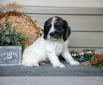 Small #2 Cocker Spaniel