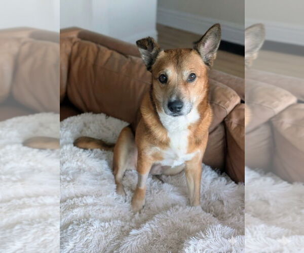 Medium Photo #2 Mutt Puppy For Sale in Salt Lake City, UT, USA