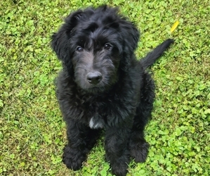 Aussiedoodle Puppy for sale in MARYVILLE, TN, USA