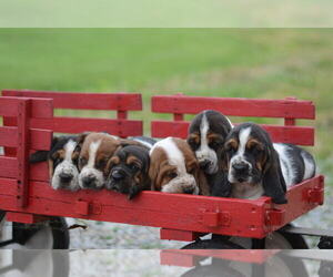 Basset Hound Puppy for sale in ORRVILLE, OH, USA