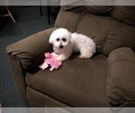Small Photo #1 Bichon Frise Puppy For Sale in TORONTO, OH, USA