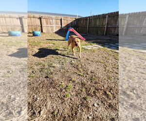 Tot - Male Mutt Dog for Adoption - Photo #4