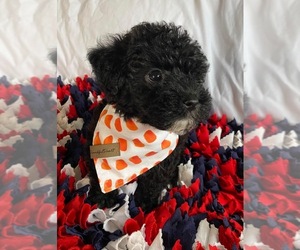 Morkie-Poodle (Toy) Mix Puppy for sale in TRAFALGAR, IN, USA