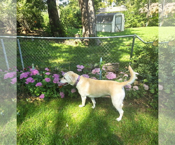Medium Photo #2 Mutt Puppy For Sale in Belleuve, NE, USA
