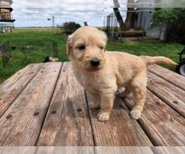 Medium Photo #1 Goldendoodle Puppy For Sale in LEON, KS, USA