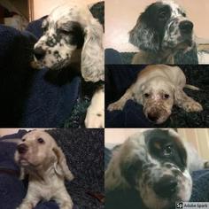 English Setter Puppy for sale in CROSWELL, MI, USA