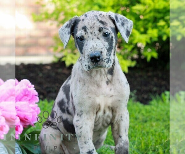 Medium Photo #4 Great Dane Puppy For Sale in RICHLAND, PA, USA