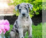 Small #3 Great Dane