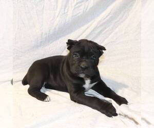 Cane Corso Puppy for sale in NARVON, PA, USA